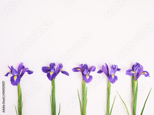 Fototapeta Naklejka Na Ścianę i Meble -  Greeting card purple iris