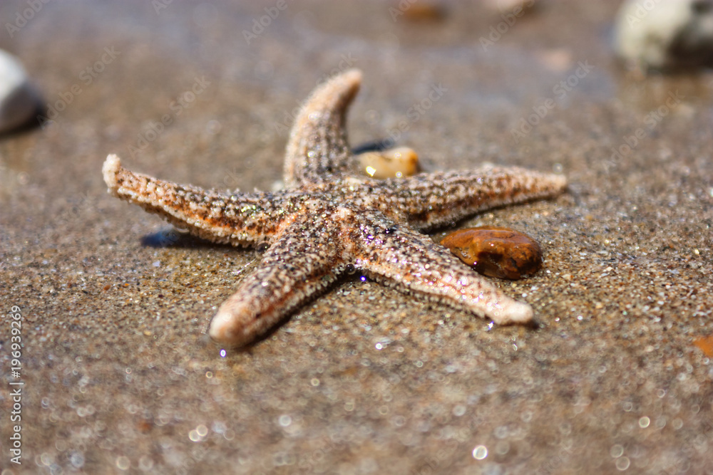 Starfish (species Asterias rubens) with shingle, view close-up on a coastal sea sand after the tide. The Bay of Biscay, Atlantic coast of France. Starfish (species Asterias rubens) with shingle, view close-up on a coastal sea sand after the tide. The Bay of Biscay, Atlantic coast of France.