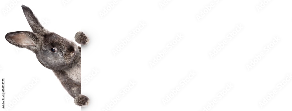 Naklejka premium Osterhase