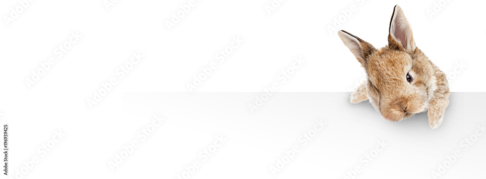 Obraz premium Osterhase