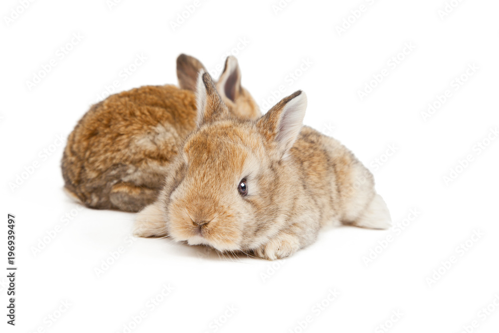 Fototapeta premium Osterhasen