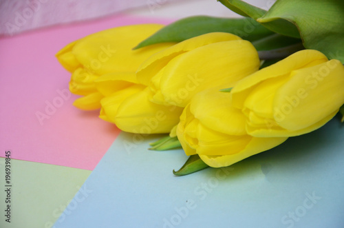 spring flowers banner - bunch of pink tulip flowers photo