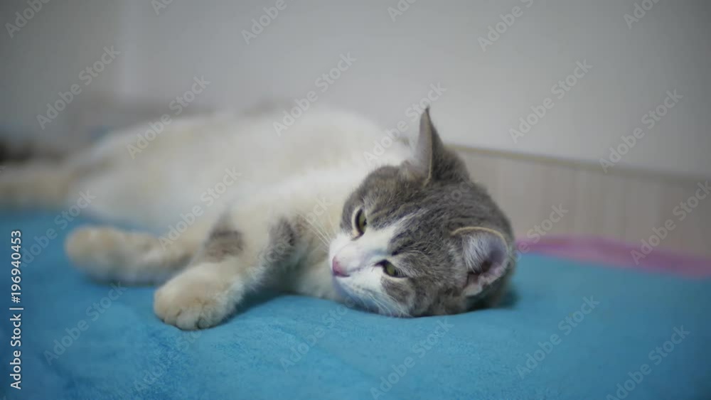 spotted gray cat asleep on the bed close-up of a indoors pet. cat yawns stretches and turns over indoors spotted gray cat asleep on the bed close-up of a indoors pet. cat yawns stretches and turns over indoors