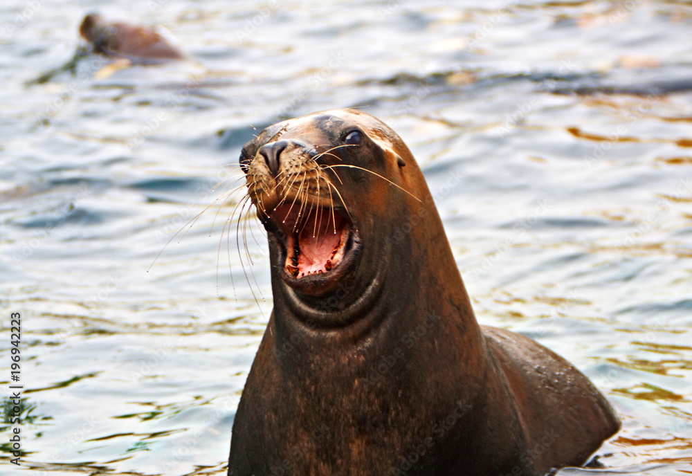 Fototapeta premium Seal