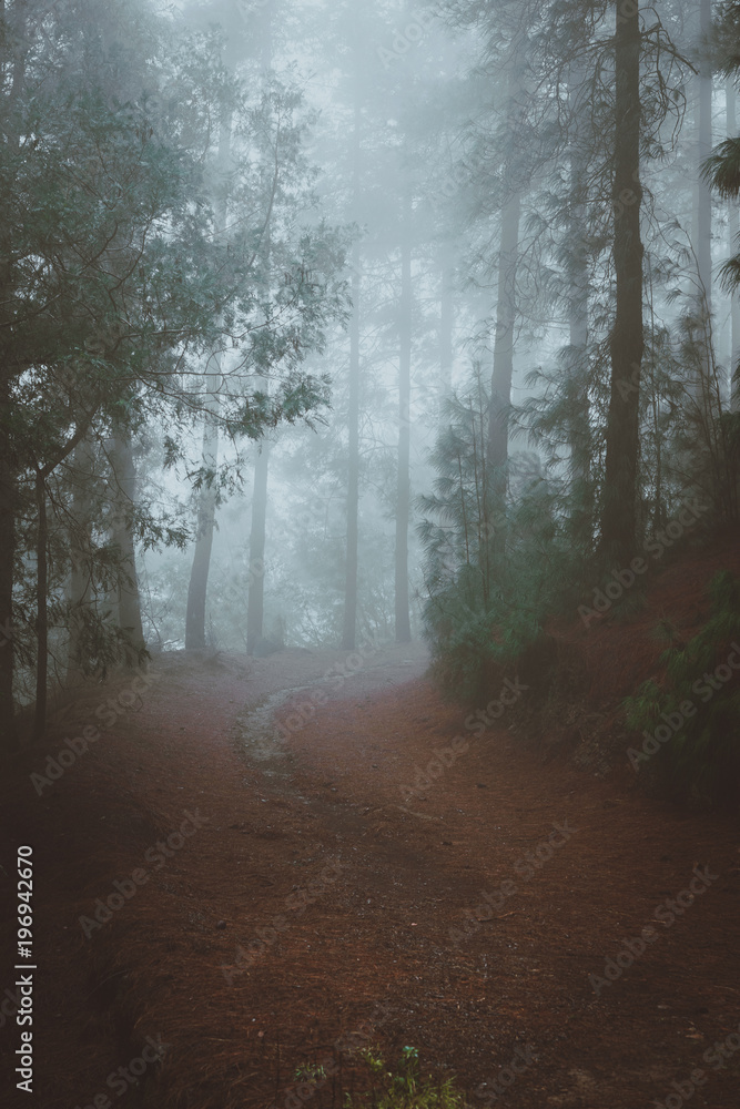 Naklejka premium Road in a mysterious pine forest. Rainy and misty weather near Cova crater on Santo Antao Island, Cape Verde