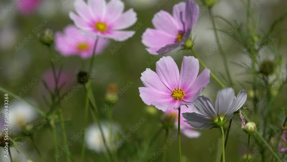 Cosmos flower in . Royalty high quality free stock footage of beautiful pink cosmos flowers blooming in garden. Cosmos flower are herbaceous perennial plants or annual plants growing tall Cosmos flower in . Royalty high quality free stock footage of beautiful pink cosmos flowers blooming in garden. Cosmos flower are herbaceous perennial plants or annual plants growing tall