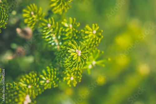 Pine needles in close up. Evergreen nature with shallow depth of field. Pine blossoms in sunlight.