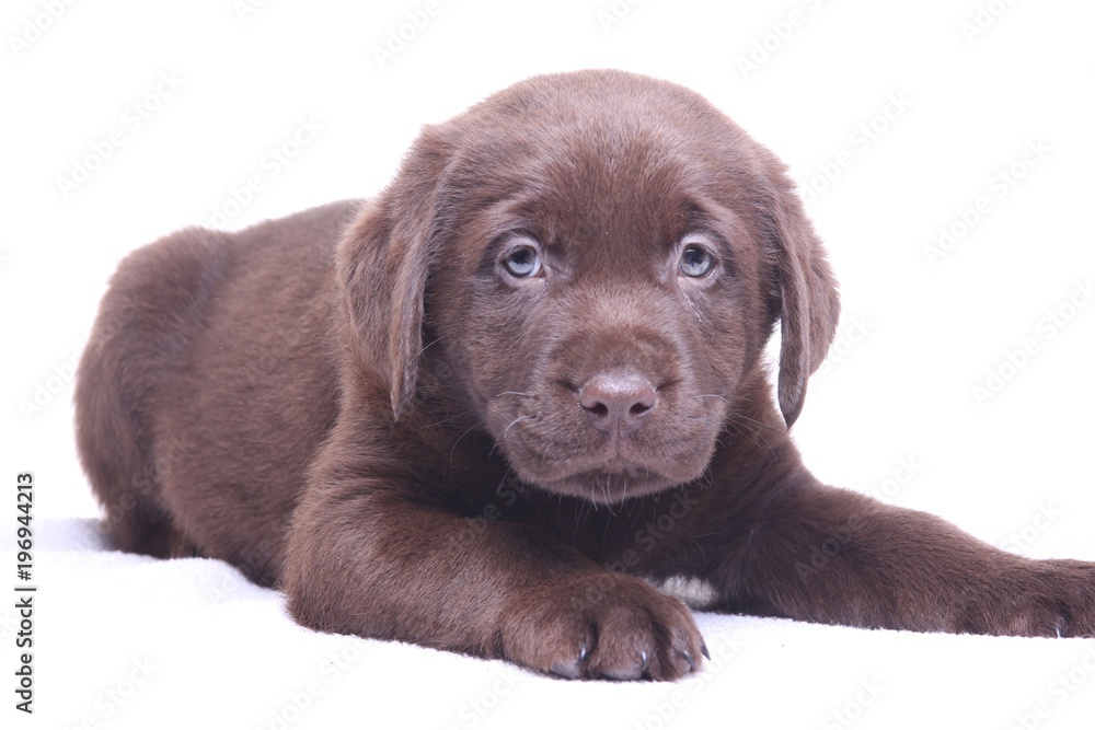 Labrador puppy