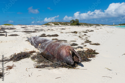 Decomposing dead eel at "Cayo de Agua" (Water Key) in Los Roques Archipelago, in Venezuela