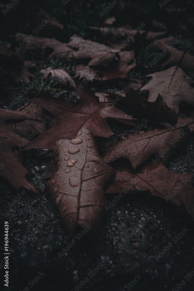 Oak leaves with water drops