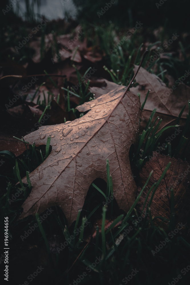 Oak leaves with water drops