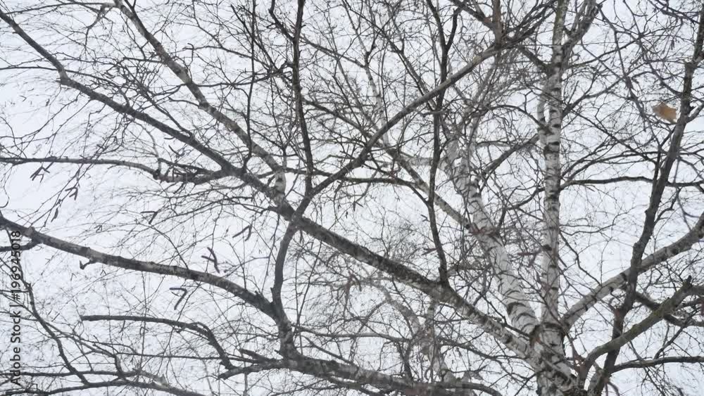 trunk of a birch in the winter dry branches of a tree the nature a landscape Russia outdoors trunk of a birch in the winter dry branches of a tree the nature a landscape Russia outdoors