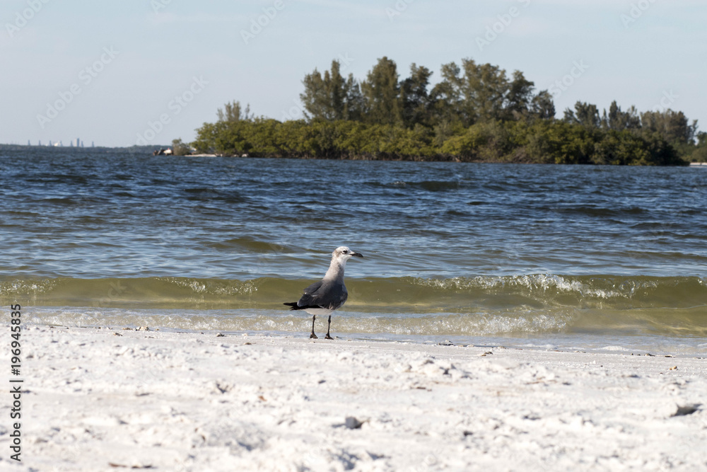 Obraz premium Seagull on the beach