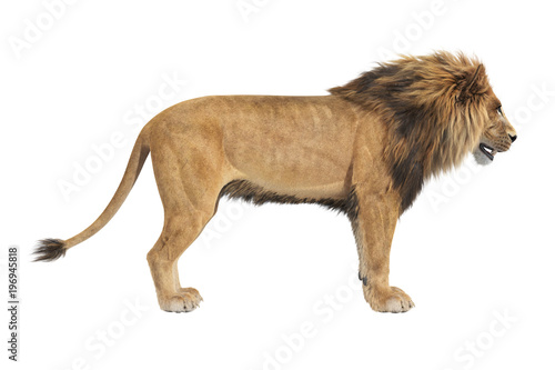 Fototapeta Naklejka Na Ścianę i Meble -  Lion african male panthera, side view. 3D rendering