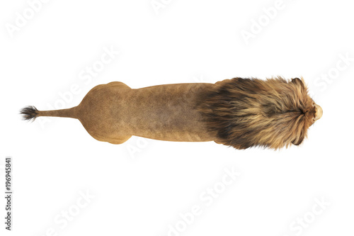 Lion wild beast with big mane, top view. 3D rendering