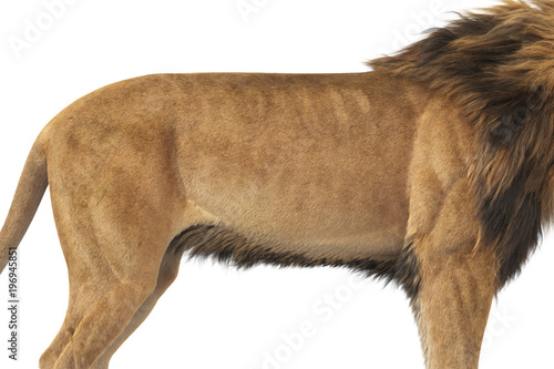 Fototapeta Naklejka Na Ścianę i Meble -  Lion african strong massive beast, close view. 3D rendering