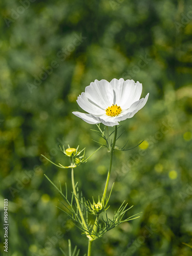 Cosmos flower