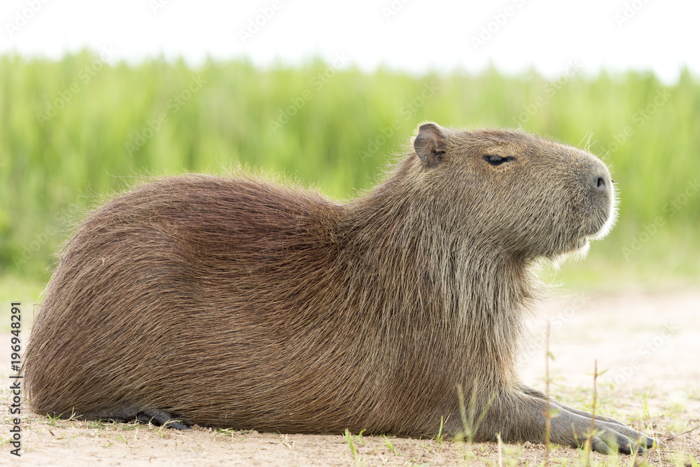 Capybara (Hydrochaeris hydrochaeris) Capybara (Hydrochaeris hydrochaeris)