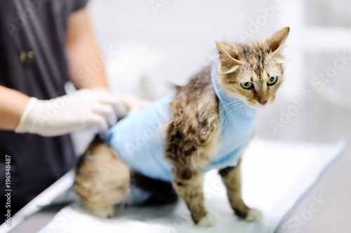 Female veterinary doctor puts the bandage on the cat after surgery