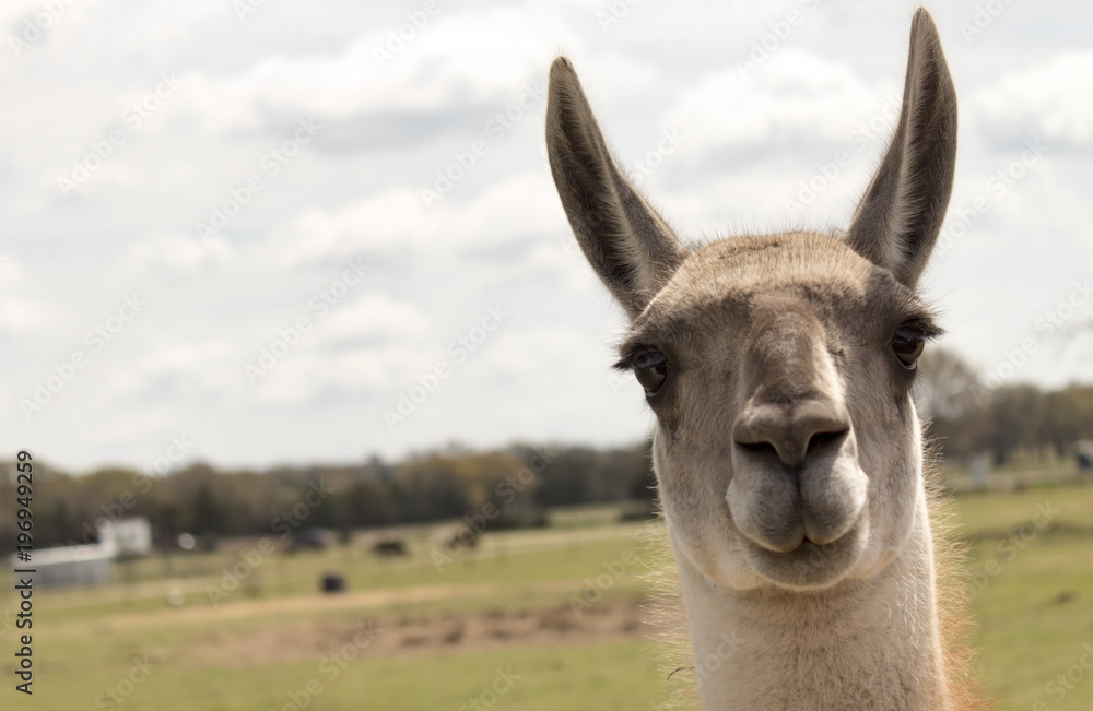 Naklejka premium Llama Facing Camera on Farm 