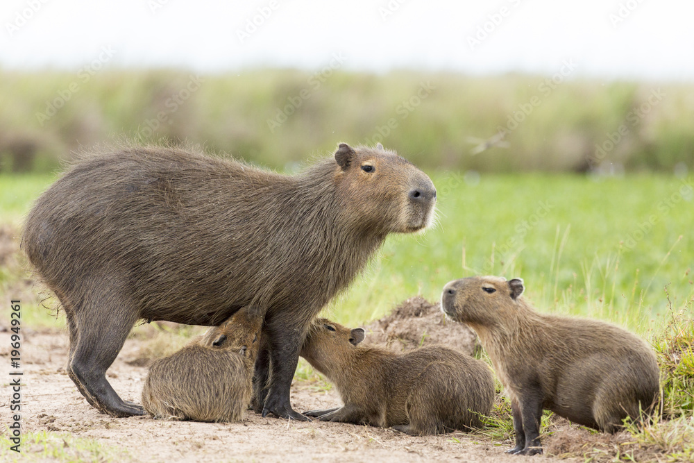 Capybara (Hydrochaeris hydrochaeris) Capybara (Hydrochaeris hydrochaeris)