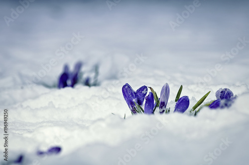 Fototapeta Naklejka Na Ścianę i Meble -  Crocus Flowers Covered in Snow