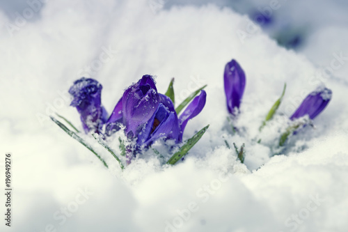 Fototapeta Naklejka Na Ścianę i Meble -  Blossom Crocus Flowers in Snow