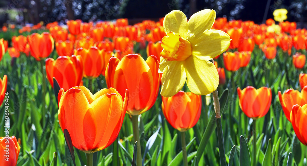 Obraz premium Field of Colors.