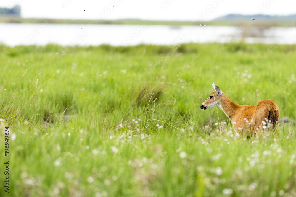 Fototapeta premium Female Marsh Deer (Blastocerus dichotomus)