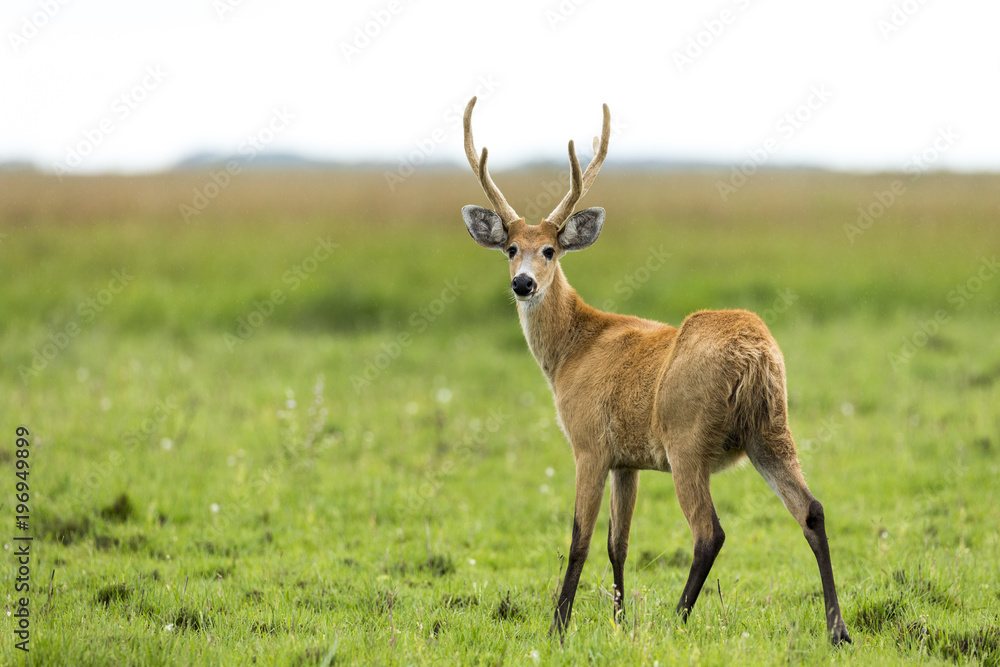 Fototapeta premium Male Marsh Deer (Blastocerus dichotomus)