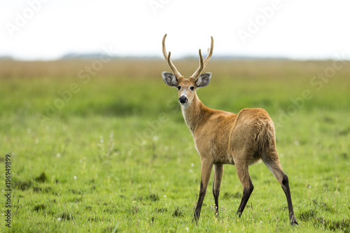 Male Marsh Deer (Blastocerus dichotomus)