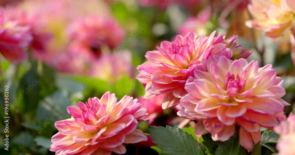 Beautiful Dahlia flower field Beautiful Dahlia flower field