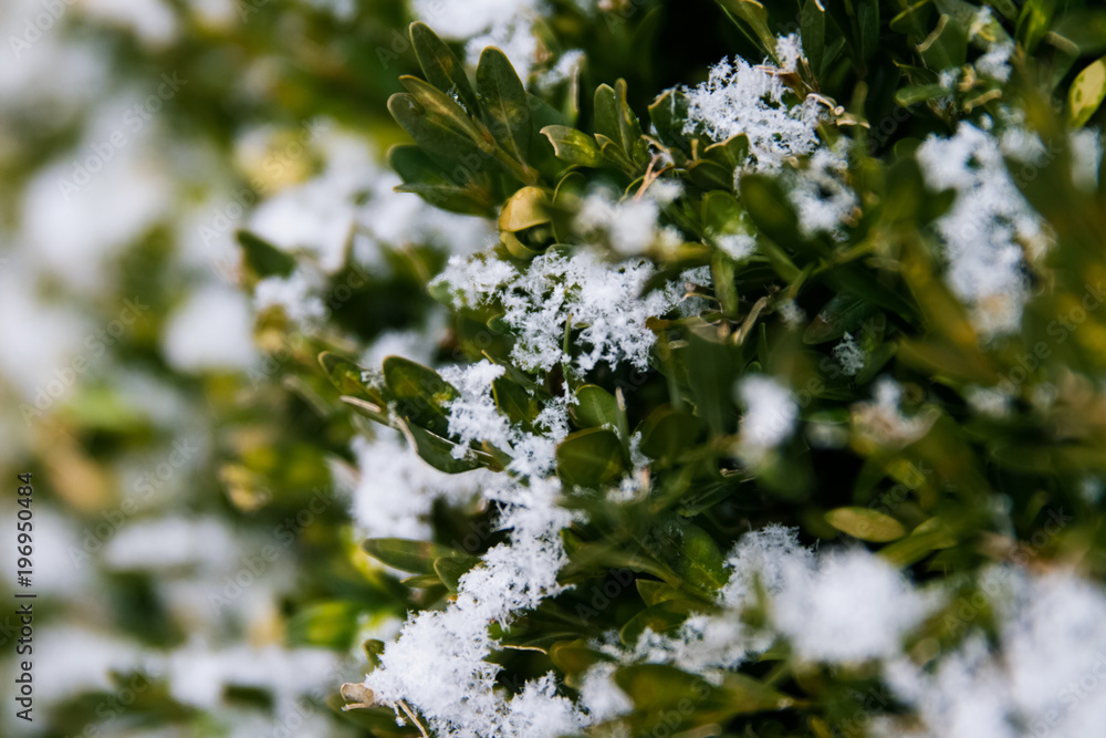 Snow in spring; snowflakes gently resting on green branches Snow in spring; snowflakes gently resting on green branches