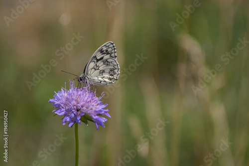 Wallpaper Mural Schachbrett oder auch Damenbrett (Melanargia galathea) Torontodigital.ca