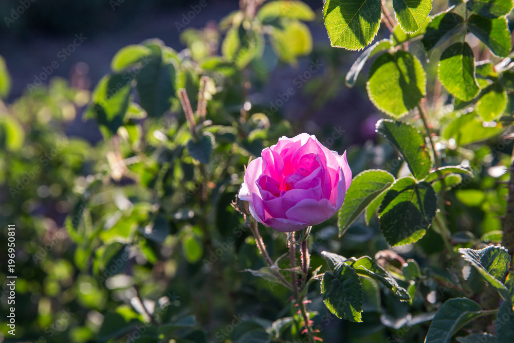 Obraz premium Rosa damascena in Barzok, Isfahan, Iran