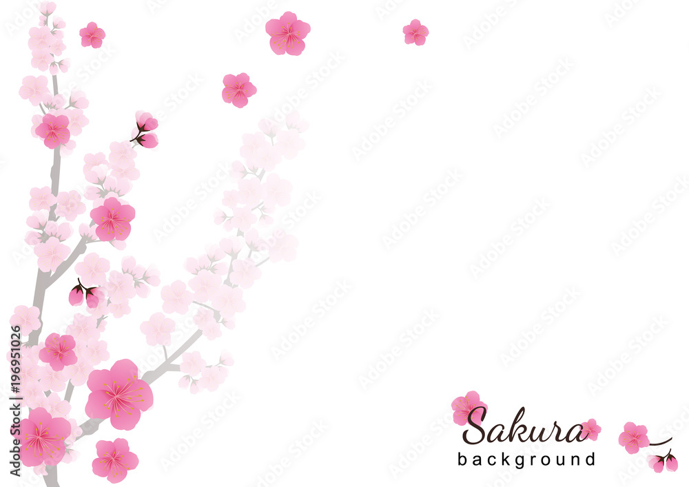 Cherry blossom,Sakura pink flowers  background.