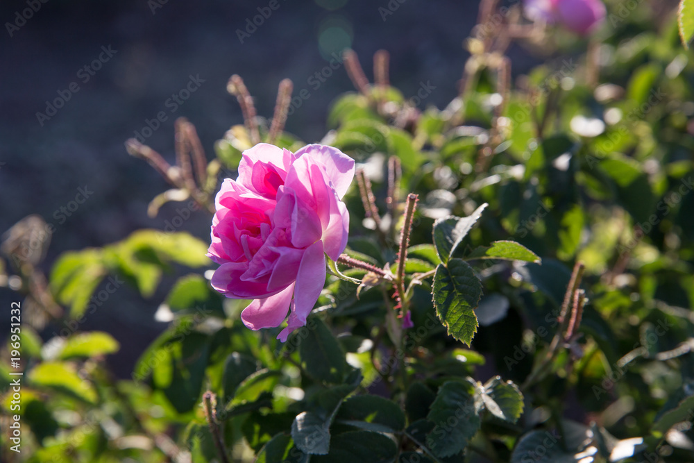Obraz premium Rosa damascena in Barzok, Isfahan, Iran