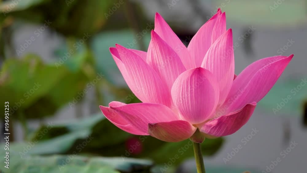 Pink lotus flower. Royalty high quality free stock image of a beautiful pink lotus flower. The background is the pink lotus flowers and yellow lotus bud in a pond. Peace scene in a countryside Pink lotus flower. Royalty high quality free stock image of a beautiful pink lotus flower. The background is the pink lotus flowers and yellow lotus bud in a pond. Peace scene in a countryside