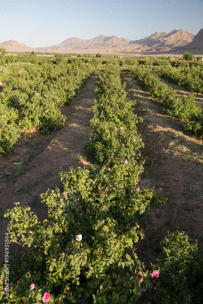 Obraz premium Rosa damascena in Barzok, Isfahan, Iran