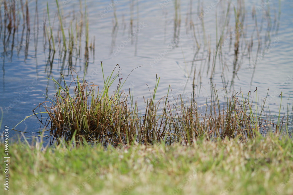 Pond Pond