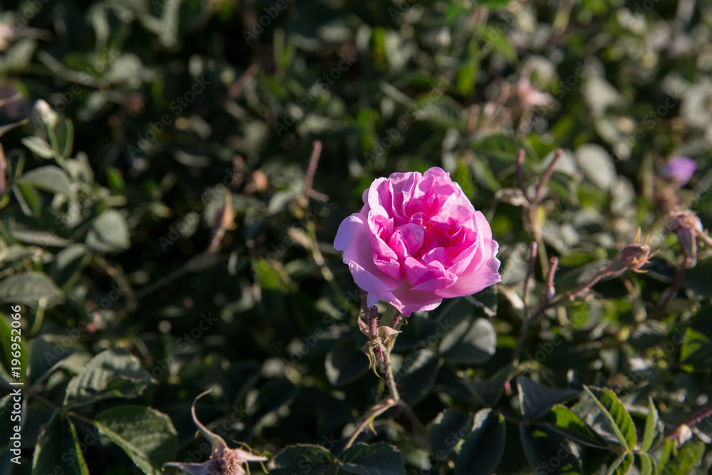 Obraz premium Rosa damascena in Barzok, Isfahan, Iran