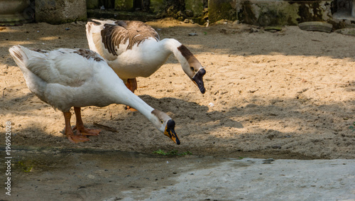 large male and female Chinese swan geese with a strongly developed basal knob on the upper side of the bill