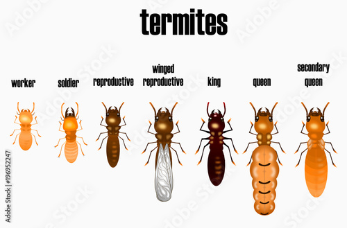 type of termite,white ant collection,cartoon style,vector.