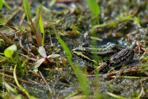 Green frog in wetland during springtime on a sunny day, green marsh grass, daylight, amphibian