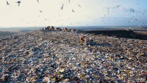 Garbage Dump. Hungry Gulls are Looking for Food among the Waste photo