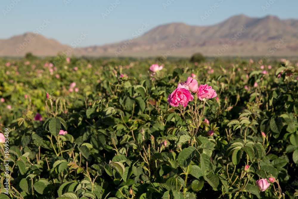 Obraz premium Rosa damascena in Barzok, Isfahan, Iran