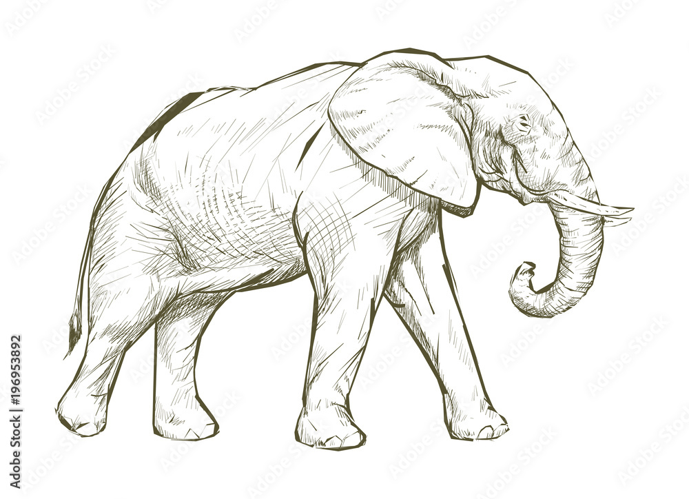 Obraz premium Illustration drawing style of elephant