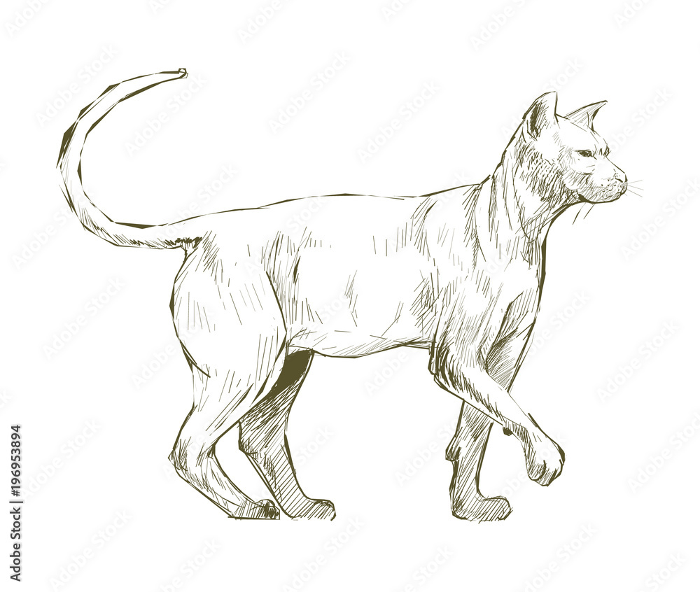 Fototapeta premium Illustration drawing style of cat