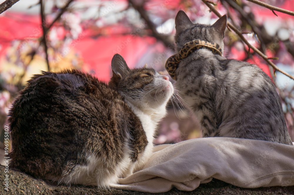 Obraz premium cat on the sakura tree.
