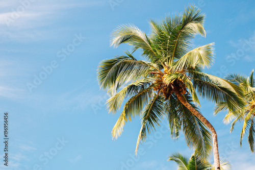 Palm trees under blue sky in Palolem beach  Goa  India